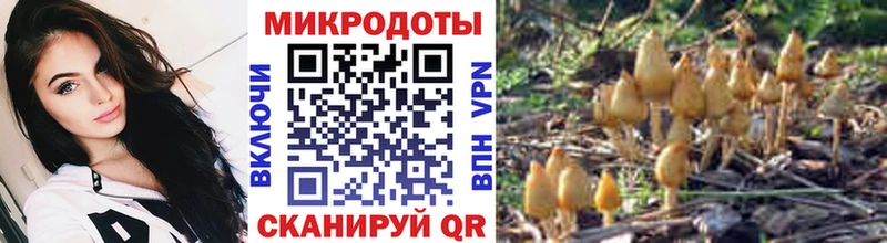 Галлюциногенные грибы Psilocybine cubensis  Северодвинск 